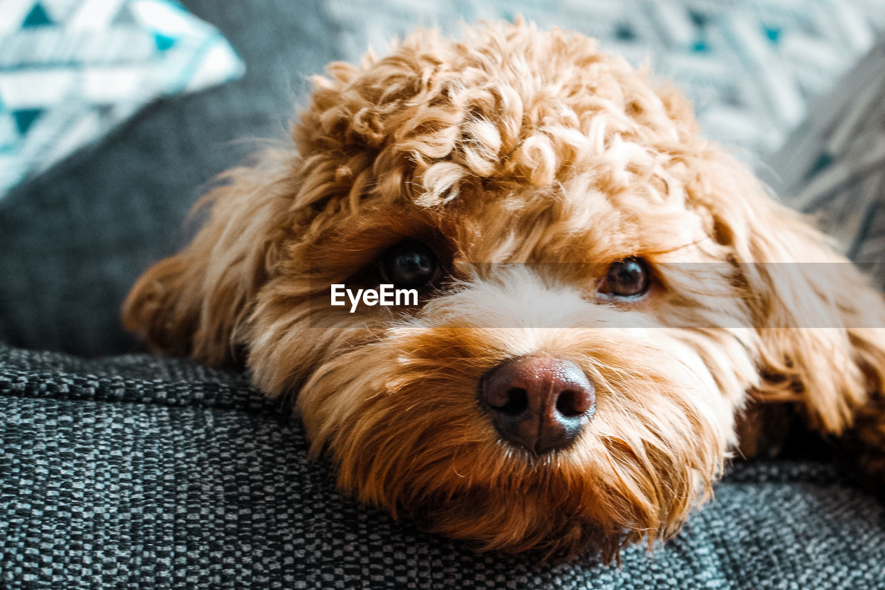 Close-up portrait of dog relaxing at home