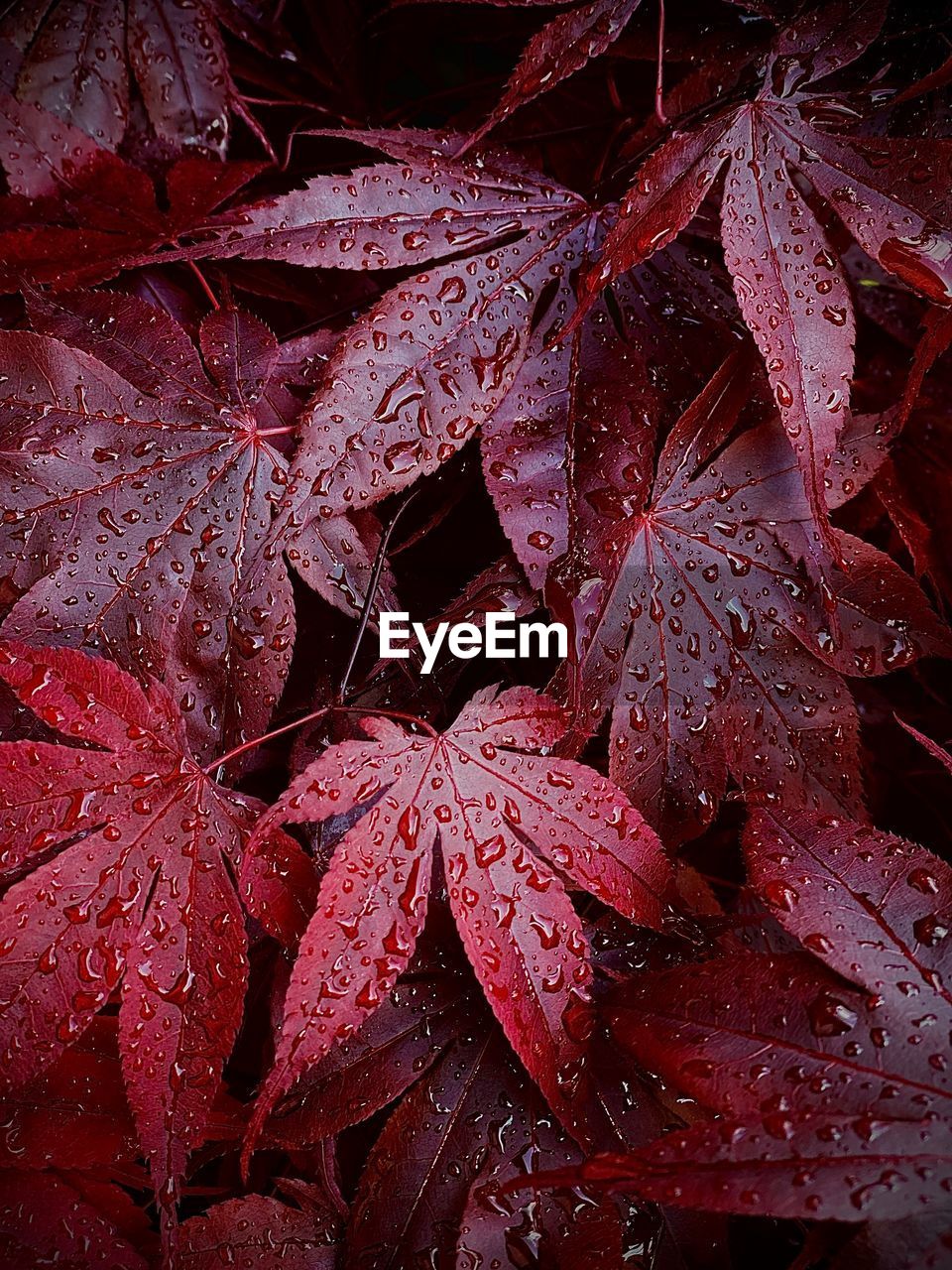 Full frame shot of wet maple leaves during rainy season