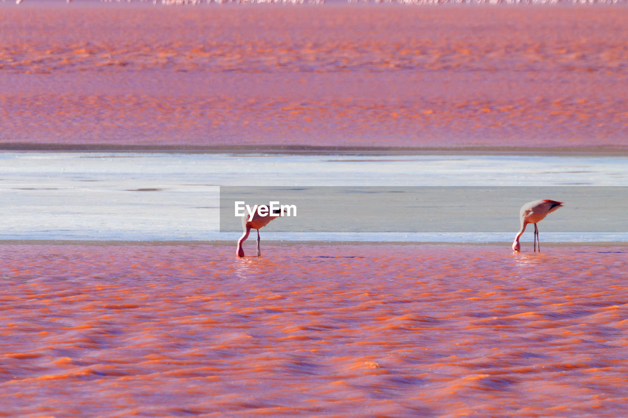 Flamingos hunting at beach