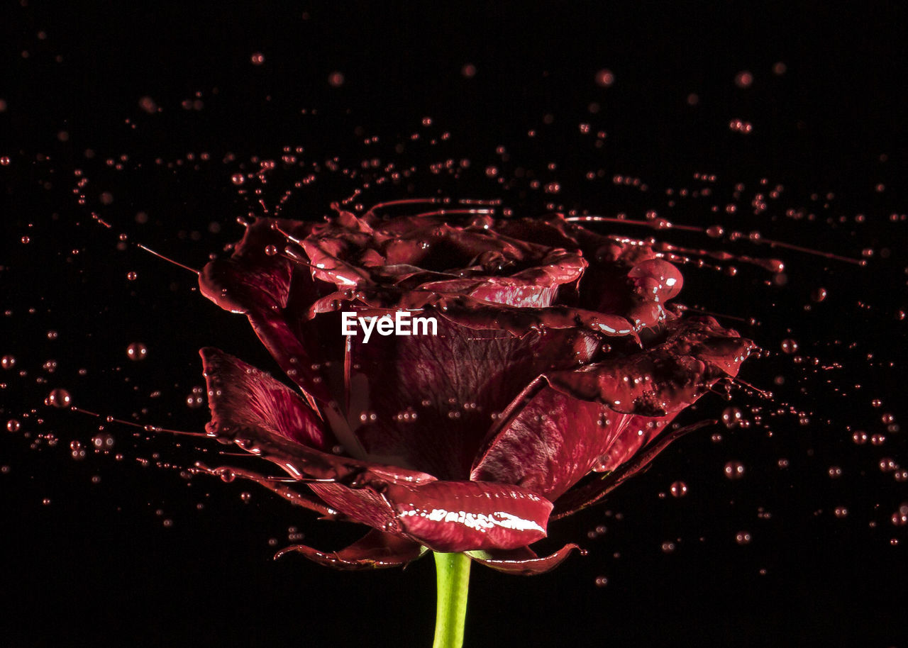 Close-up of wet rose spinning on black background