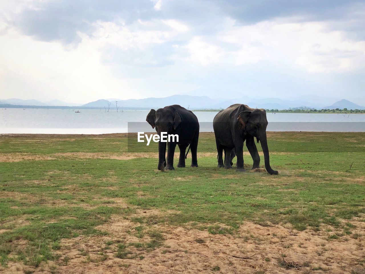 VIEW OF ELEPHANT ON LANDSCAPE