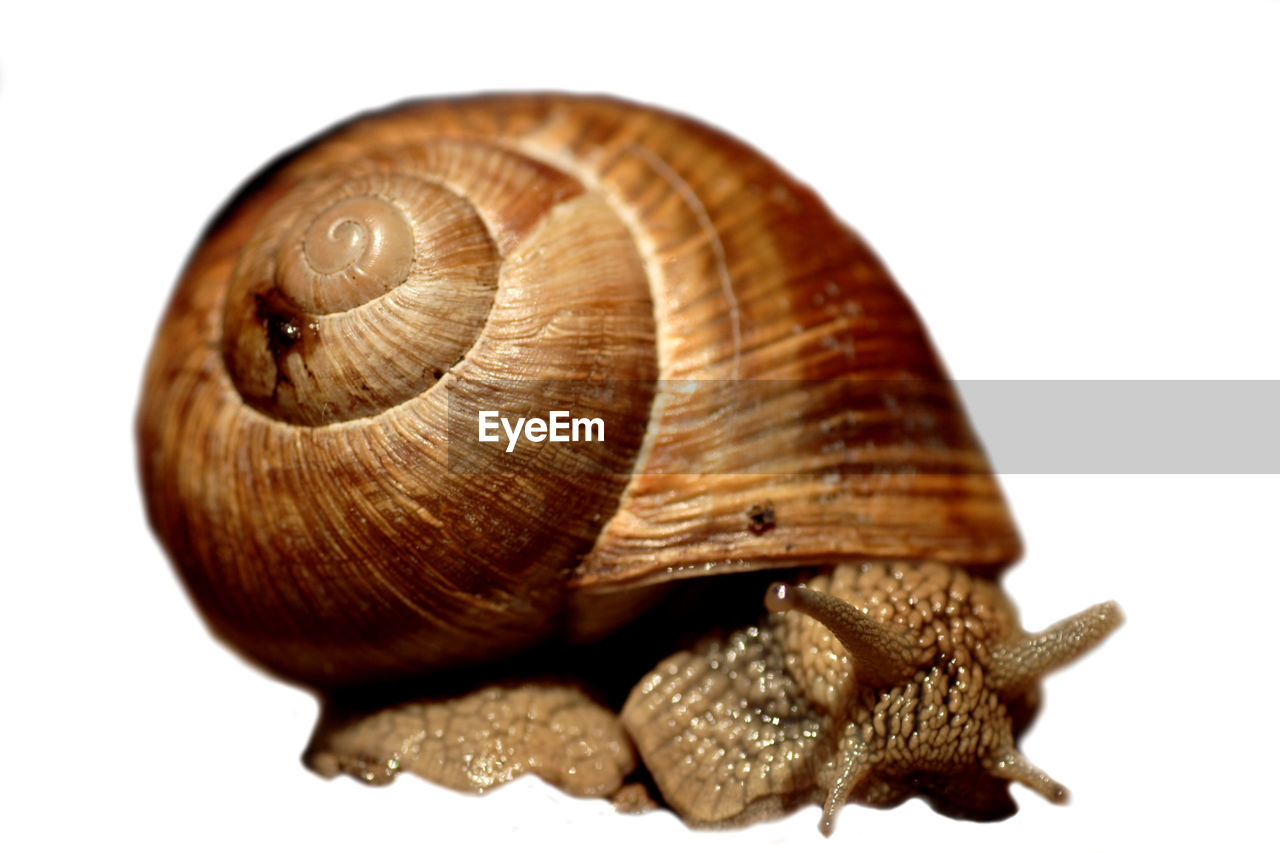 Close-up of snail on white background