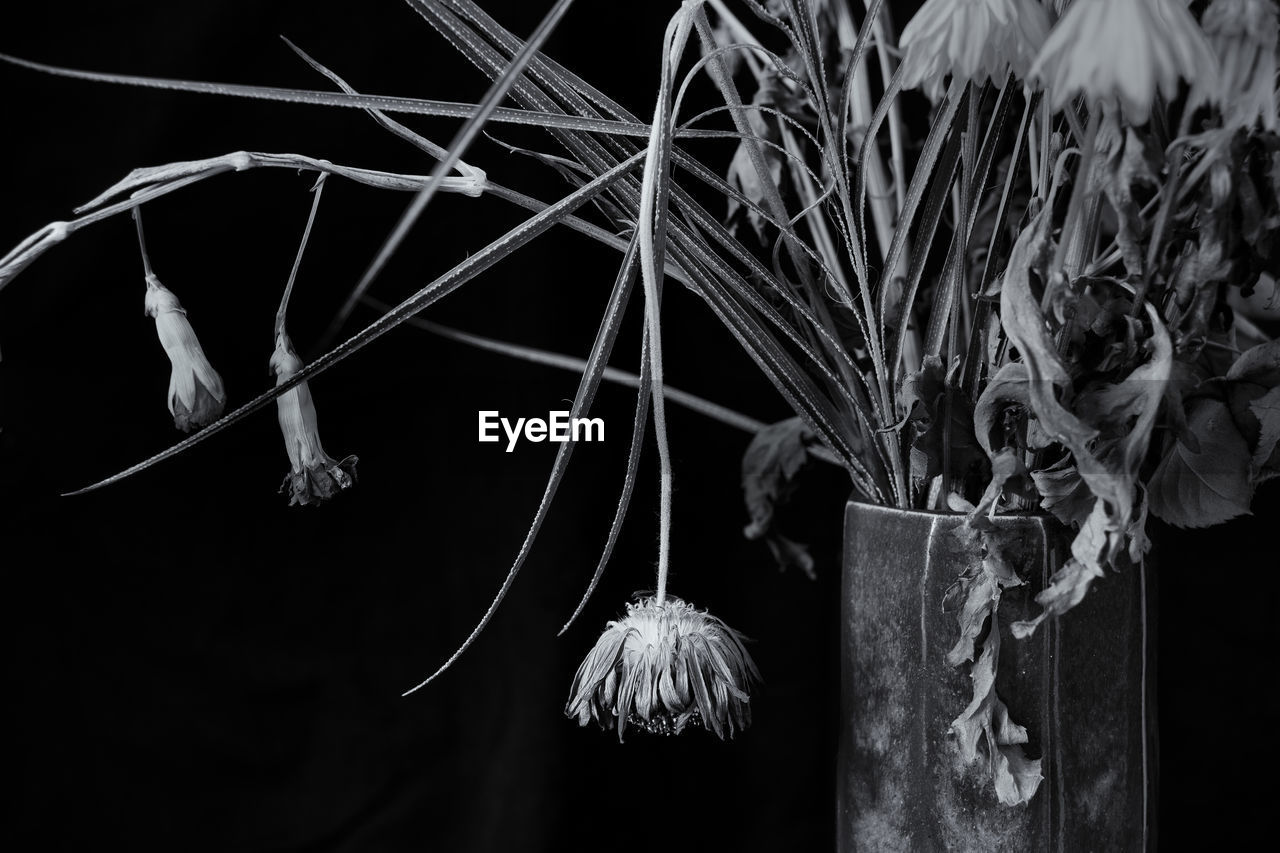 Close-up of dry flowers