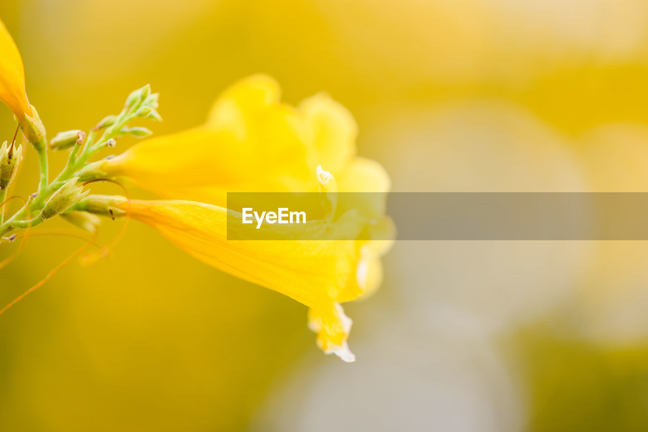 CLOSE-UP OF YELLOW ROSE PLANT