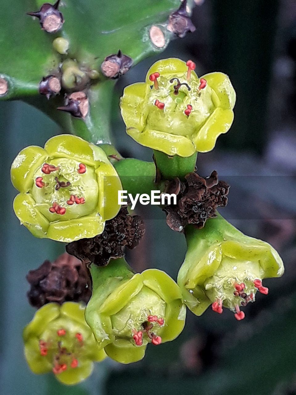 CLOSE UP OF FLOWERS