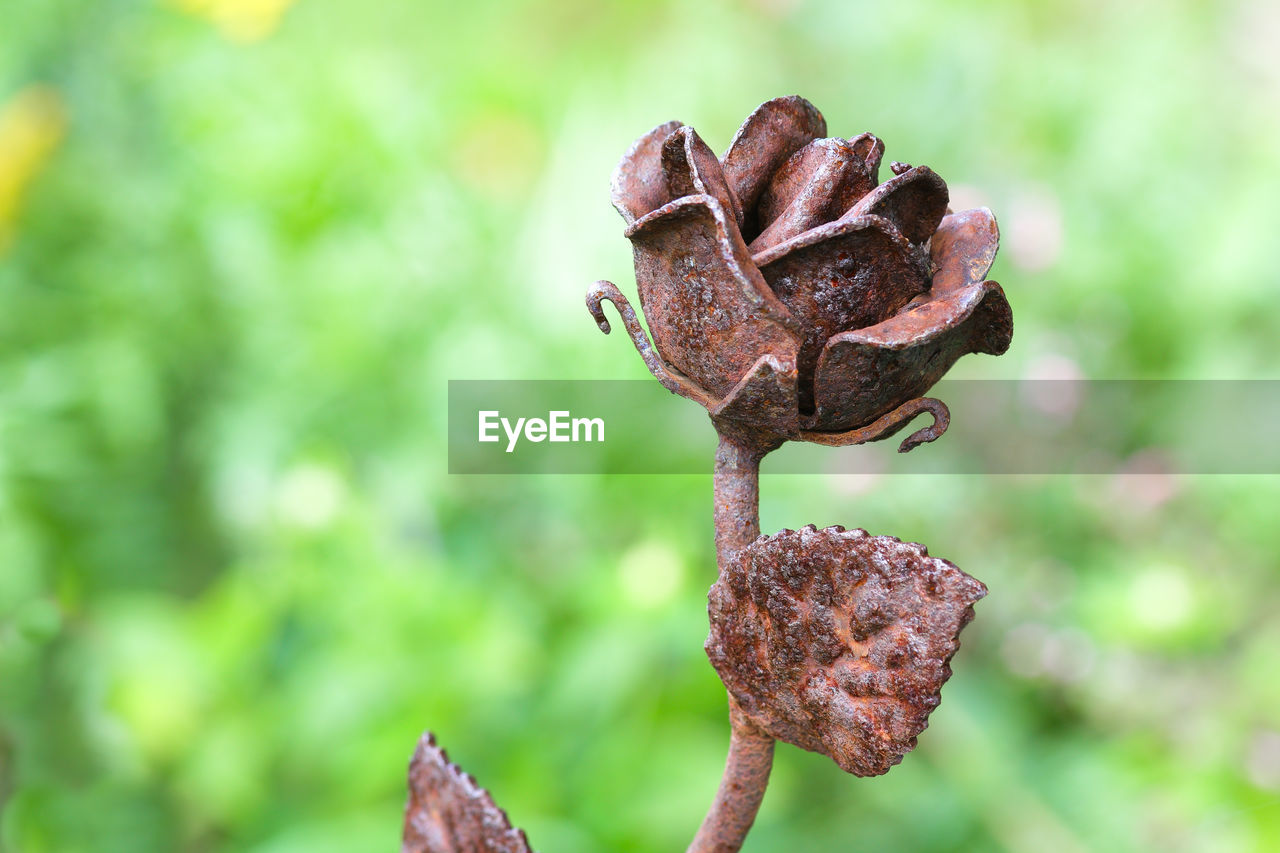 plant, nature, flower, focus on foreground, tree, close-up, leaf, no people, beauty in nature, macro photography, outdoors, plant part, produce, brown, day, growth, food, green, conifer cone, food and drink, forest, land, branch, pine cone, environment, flowering plant