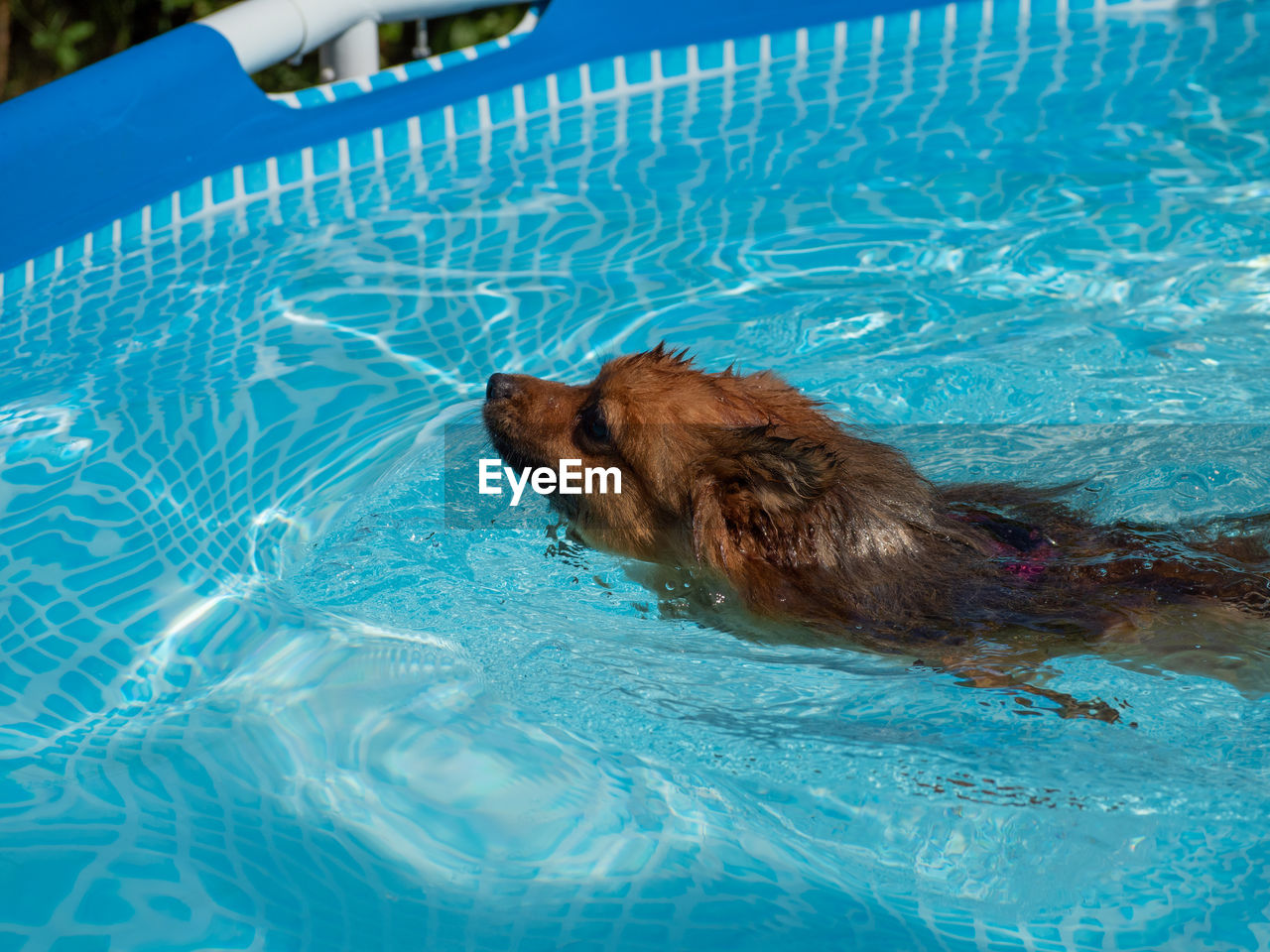 swimming, water, animal themes, animal, mammal, swimming pool, one animal, nature, animal wildlife, dog, day, no people, wildlife, blue, underwater, high angle view, outdoors, pet, wet, domestic animals, canine, carnivore, rippled