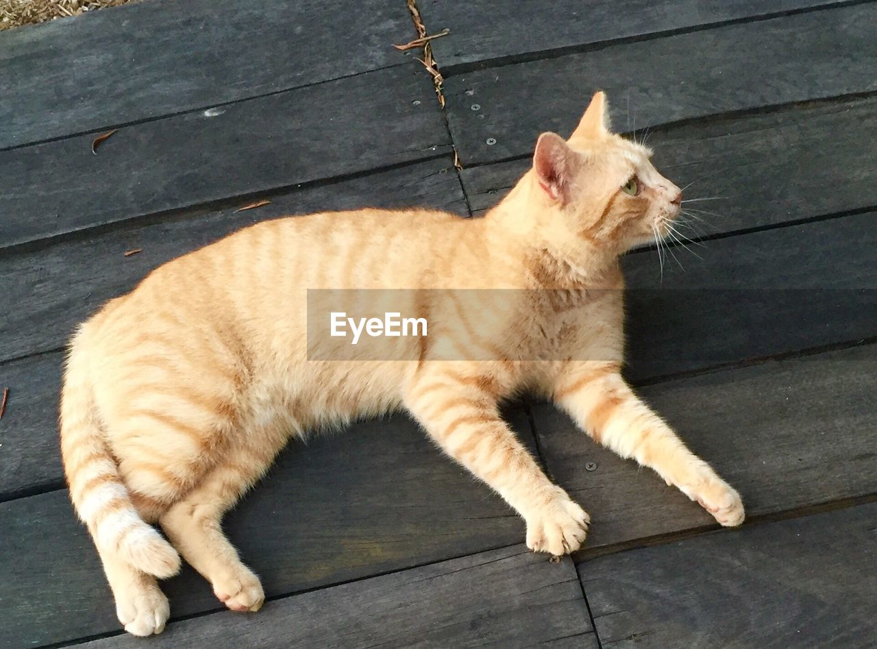 CLOSE-UP OF CAT SITTING ON WOODEN FLOOR