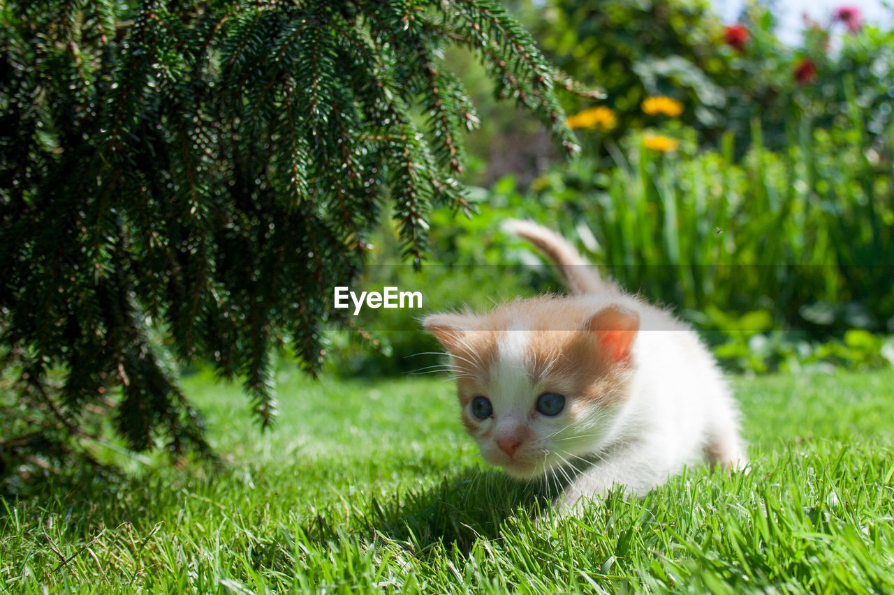 PORTRAIT OF A CAT LOOKING AWAY ON GRASS