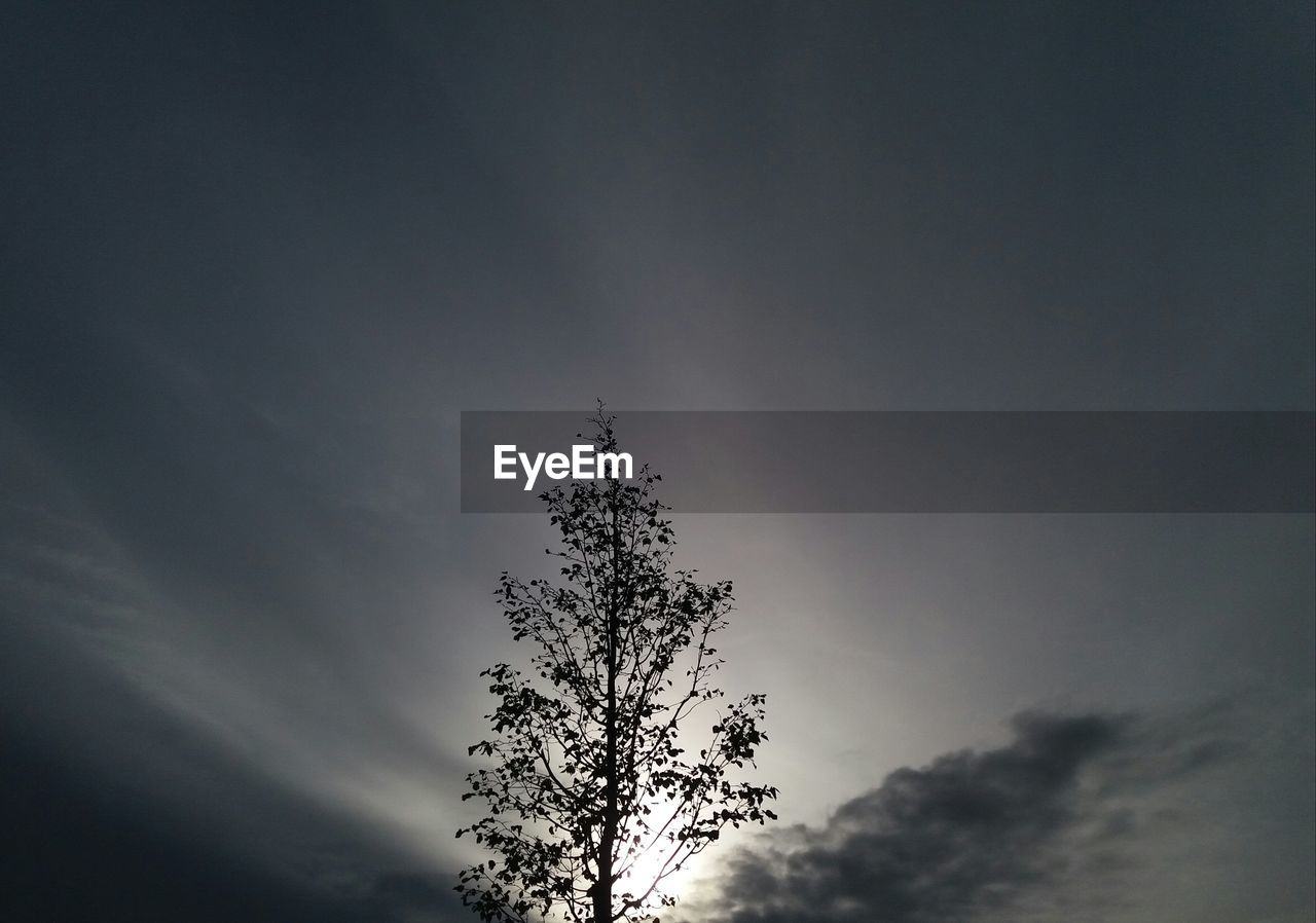 LOW ANGLE VIEW OF TREE AGAINST SKY