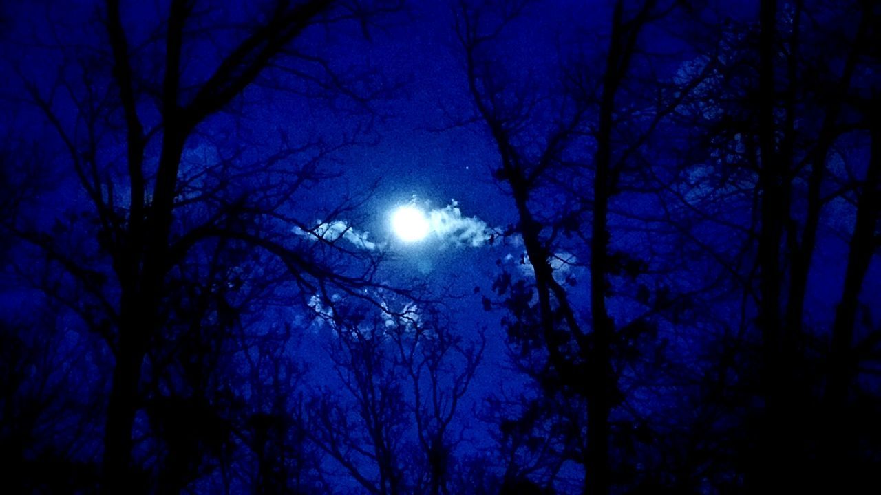 LOW ANGLE VIEW OF TREES AGAINST SKY