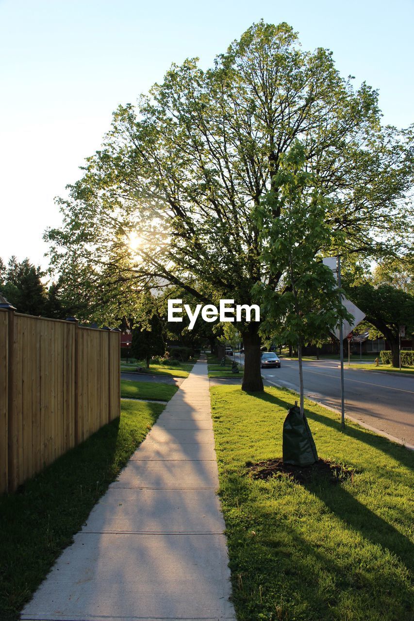 View of trees against clear sky