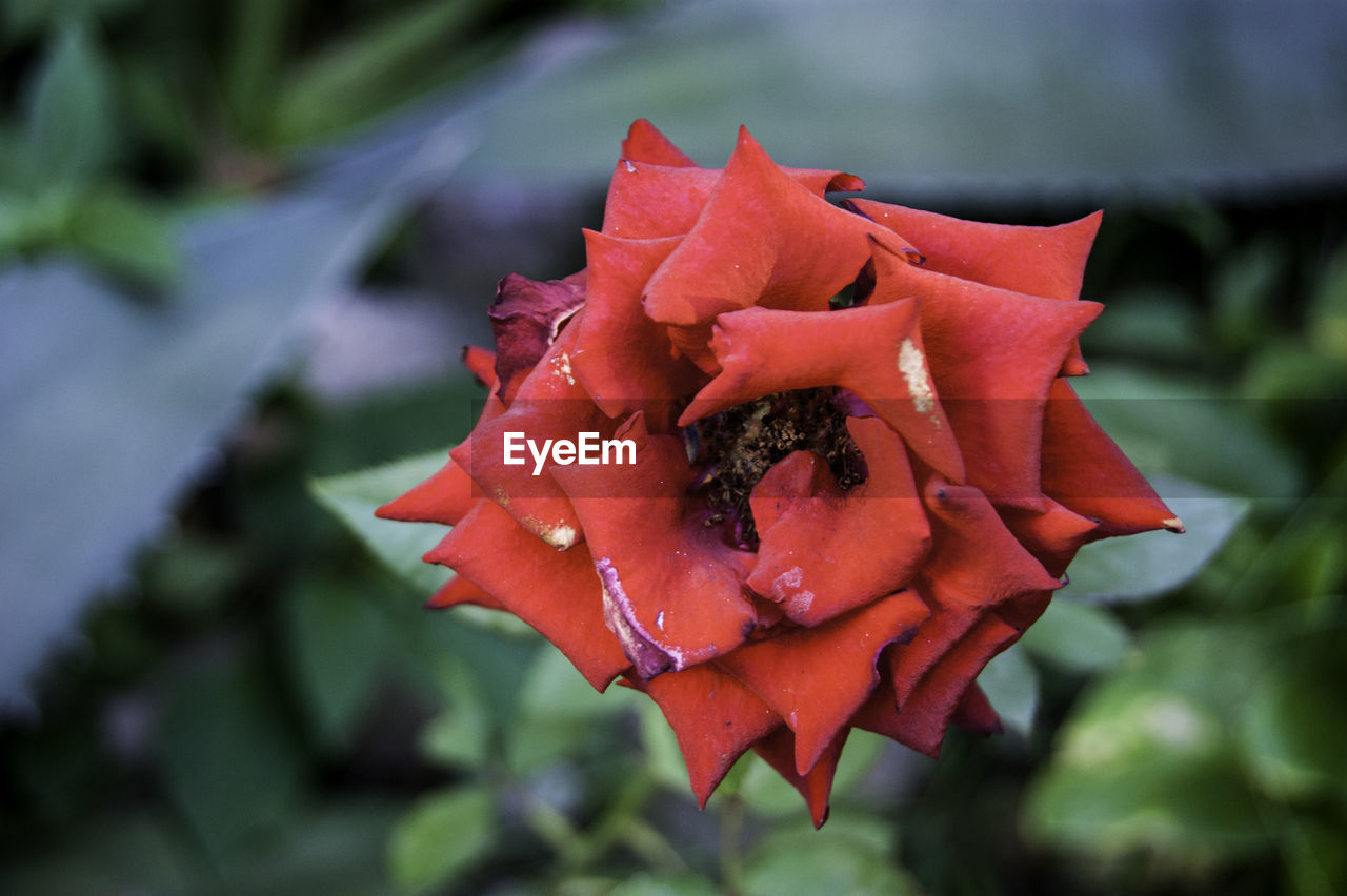 Close-up of red rose flower