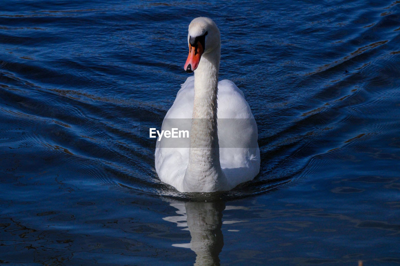 Close-up of swan swimming in lake