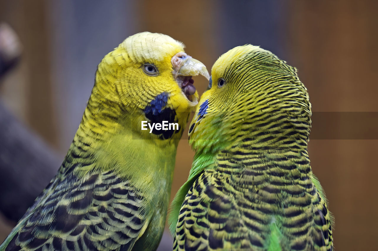 CLOSE UP OF PARROT