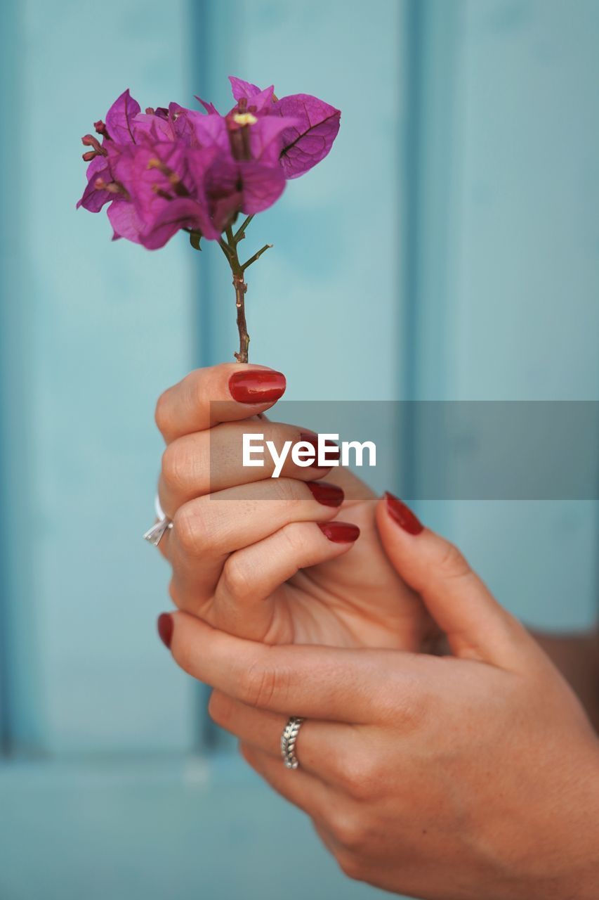 Close-up of hand holding purple flower