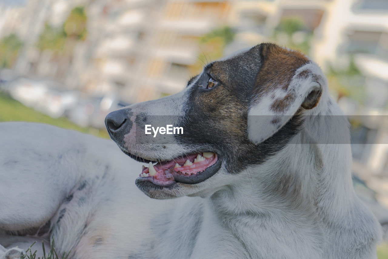 Close-up of a dog looking away