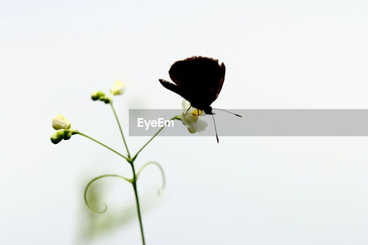 Close-up of butterfly pollinating on white flower