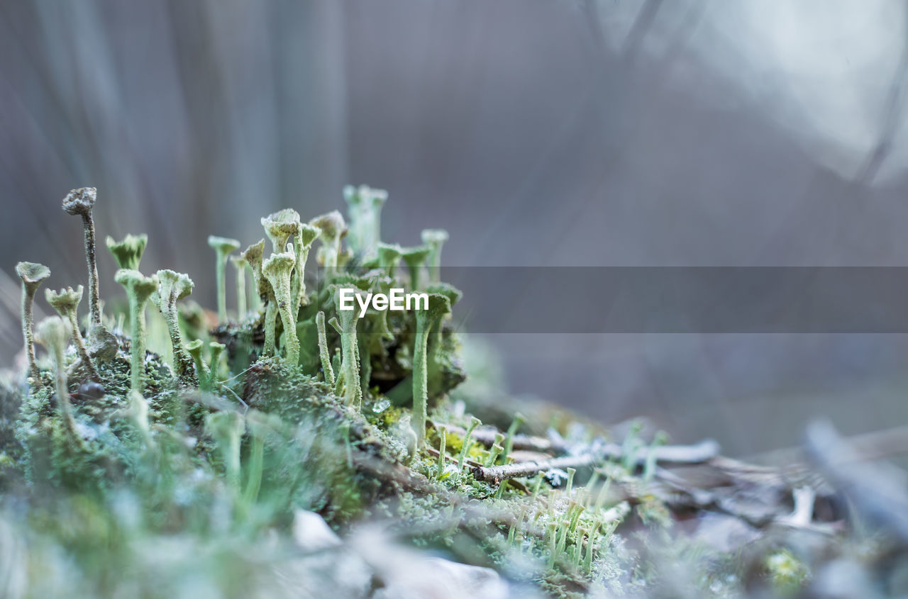 Beautiful closeup of moss growing on the forest floor in spring. small natural scenery in woodlands