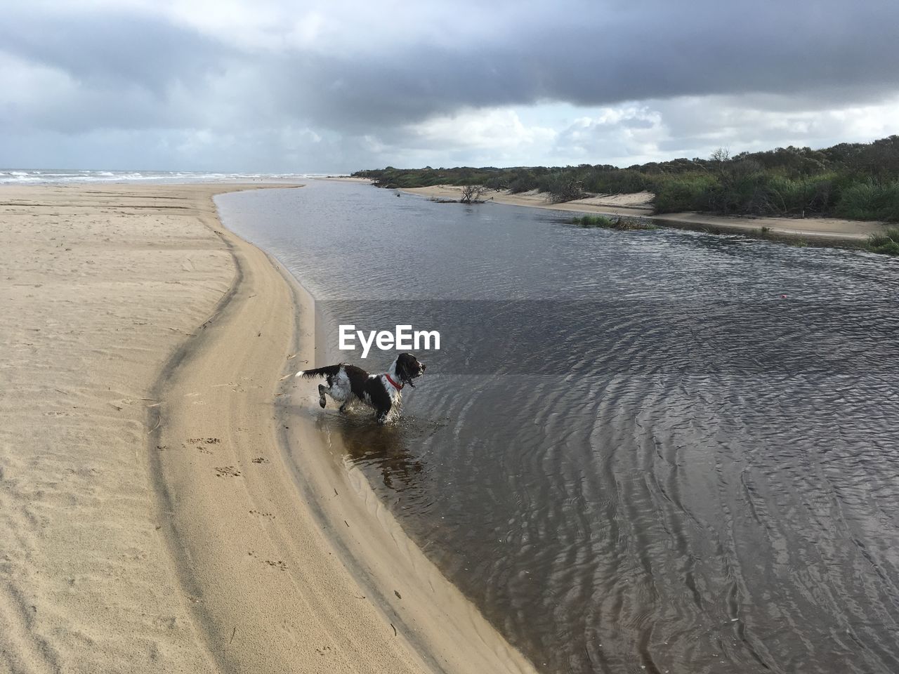 VIEW OF DOGS ON BEACH