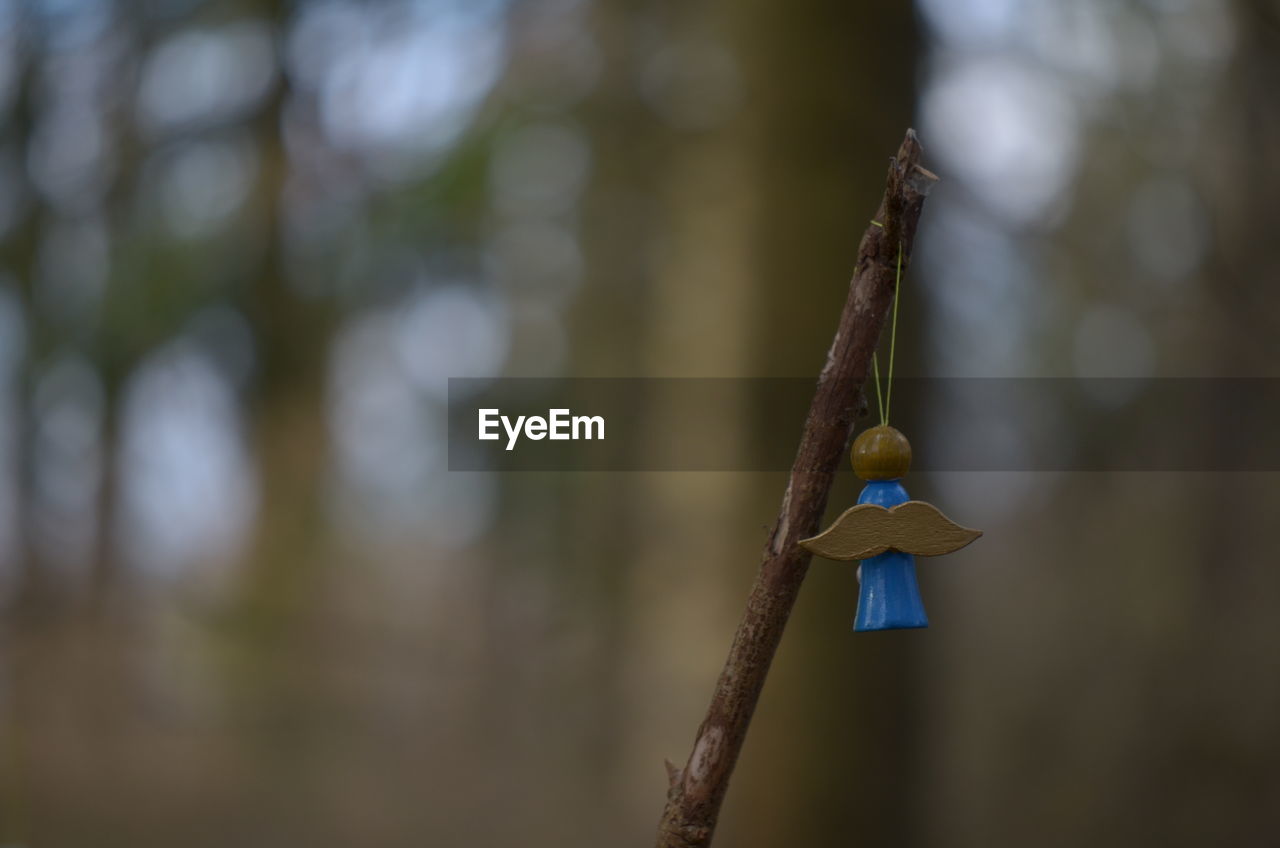 CLOSE-UP OF BIRD HANGING AGAINST TREE