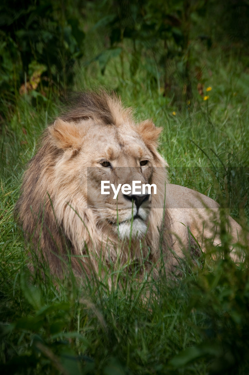 Lion relaxing on grassy field