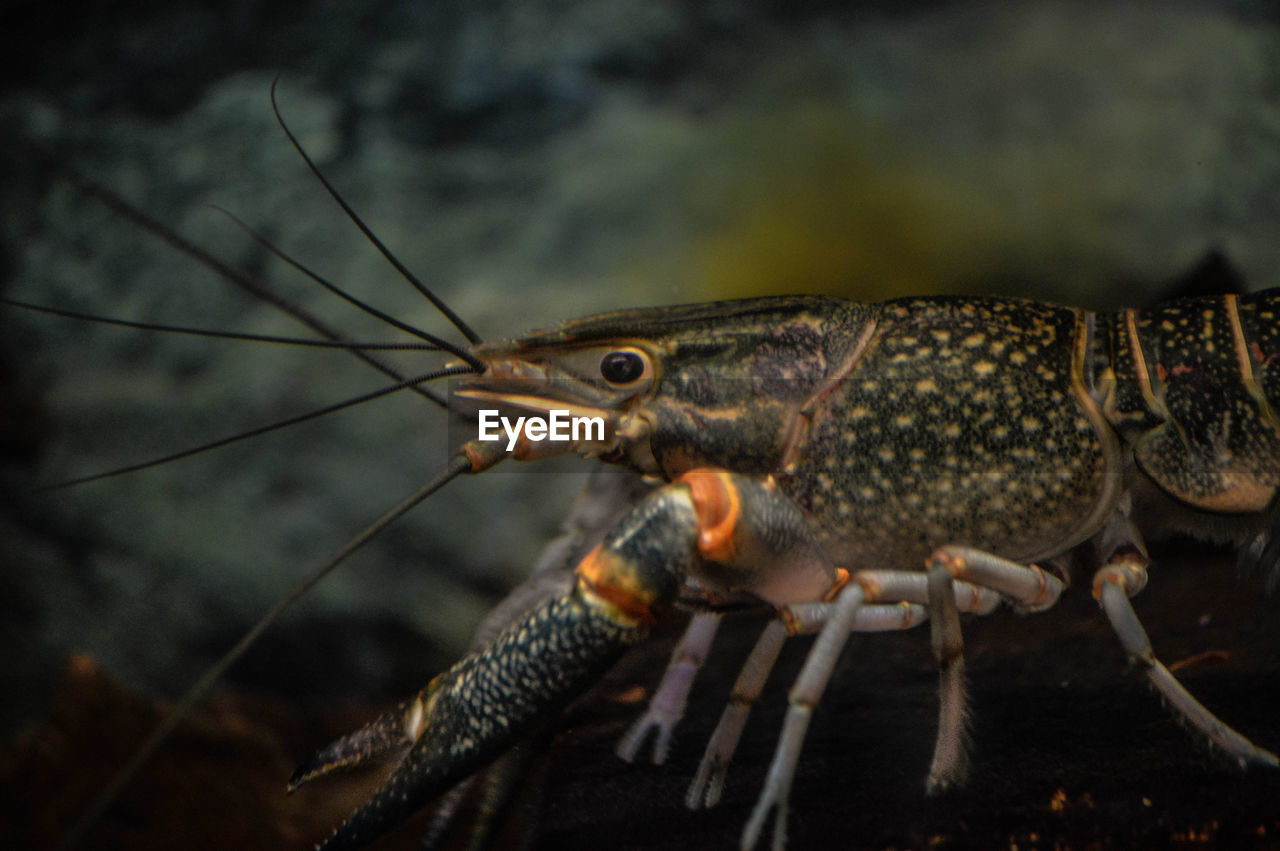 Close-up of lobster swimming undersea