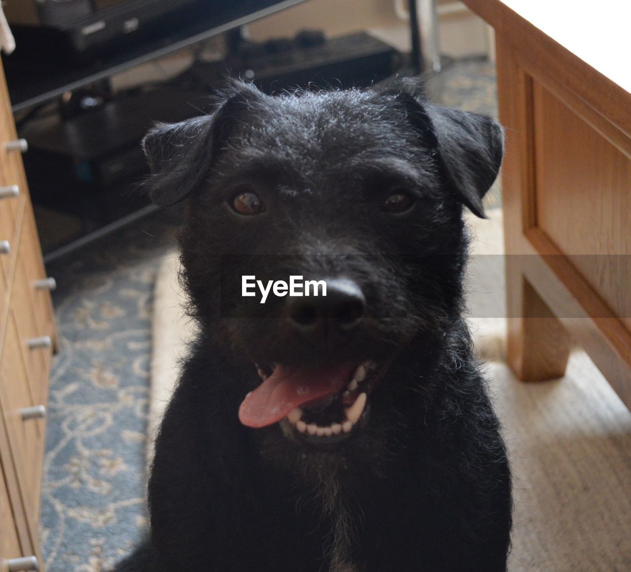 Portrait of black dog sticking out tongue