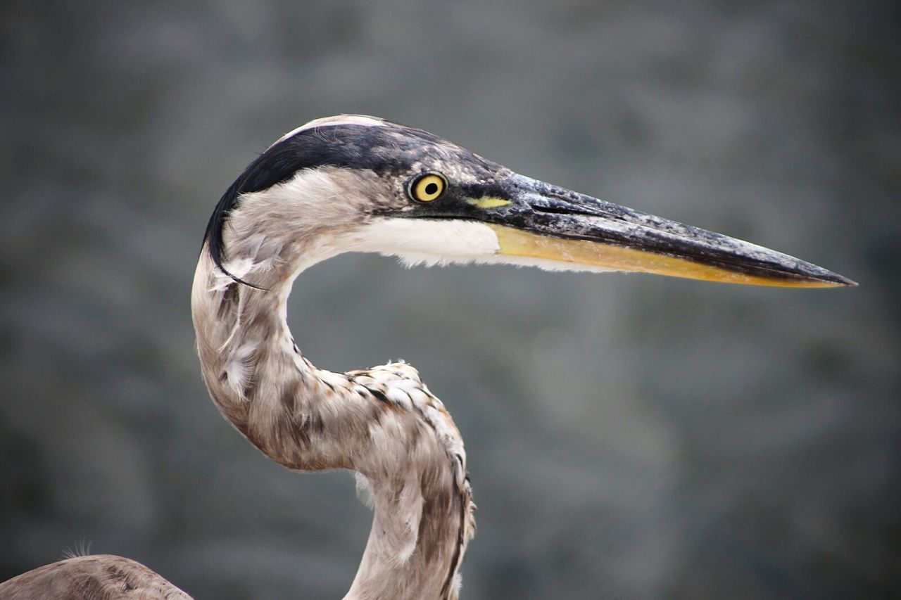 Close-up of heron