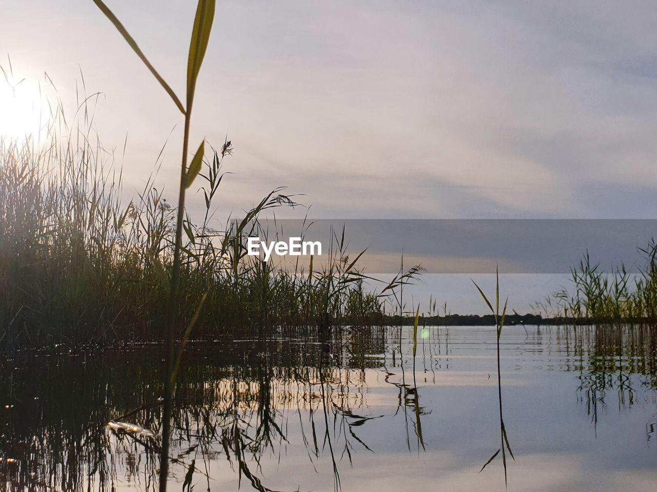 PLANTS GROWING ON LAKE AGAINST SKY DURING SUNSET