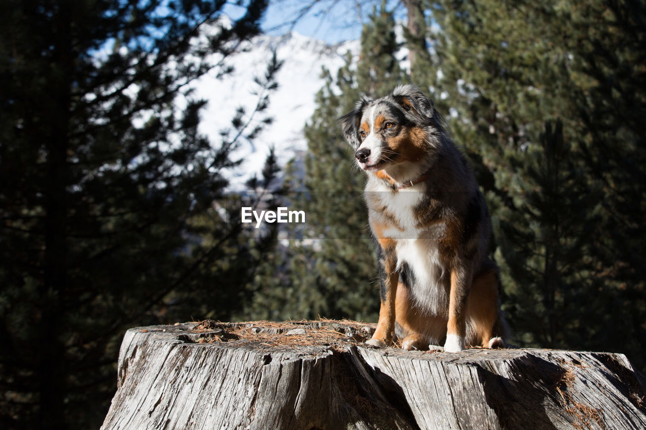 Dog on tree stump