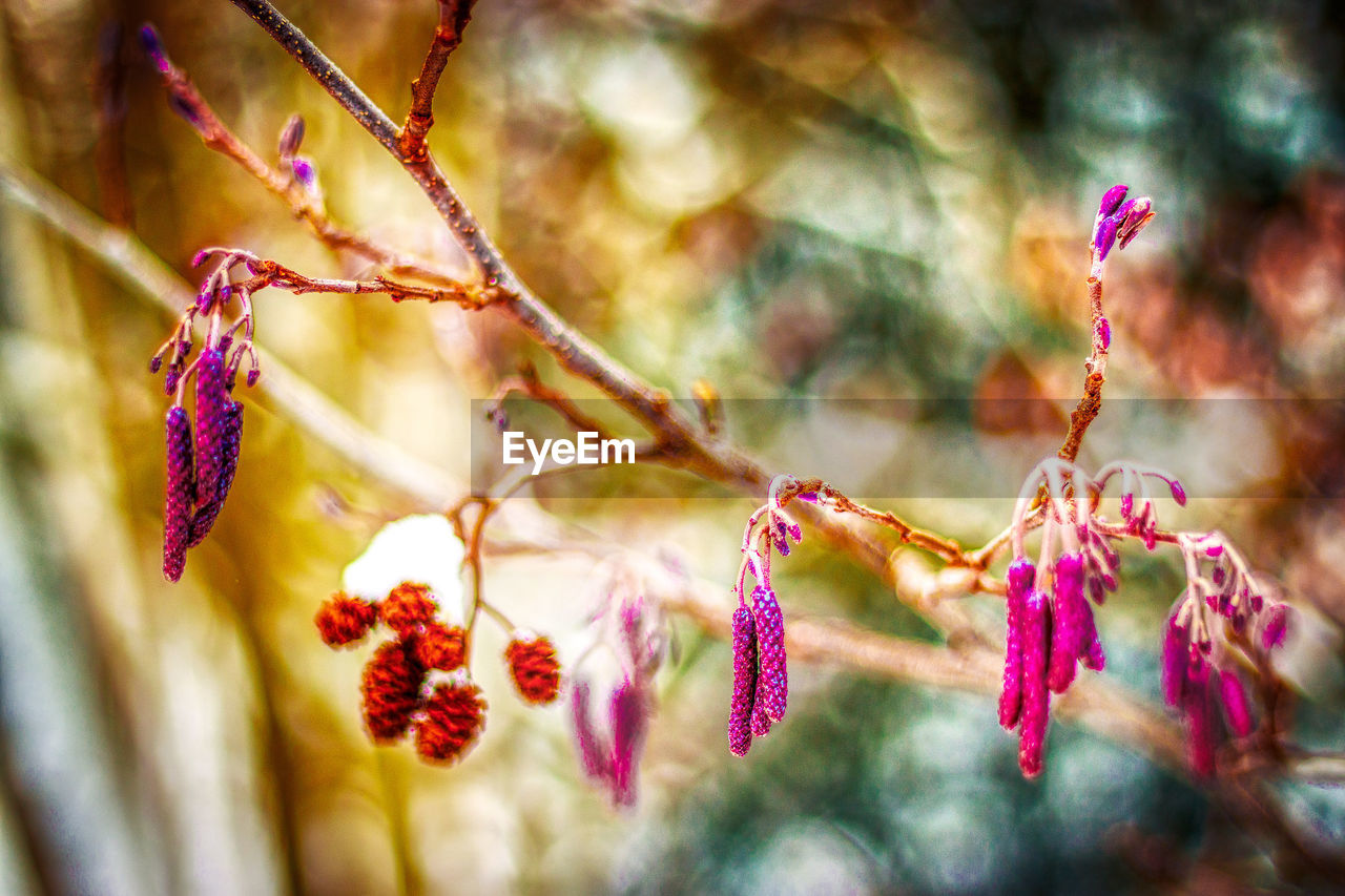 CLOSE-UP OF PINK FLOWERING PLANTS