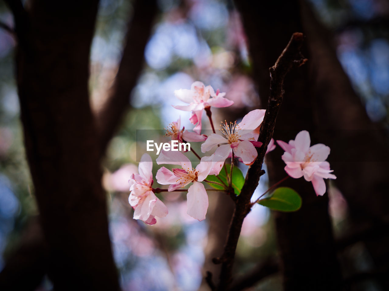 Close-up of crabapple flowers blossoming in dark tree trunks.