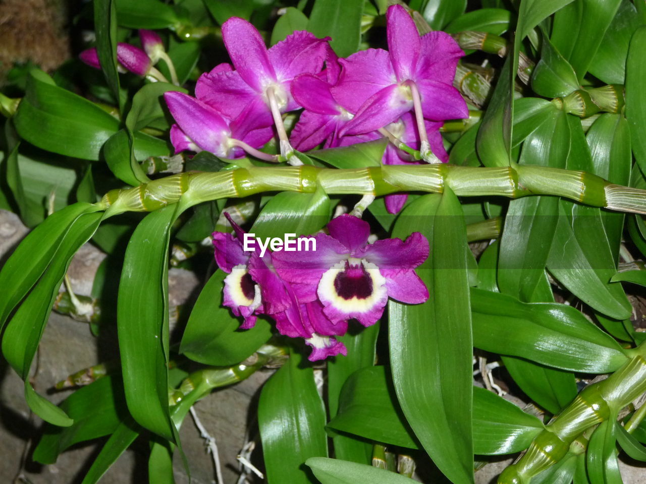 CLOSE-UP OF PINK FLOWERS BLOOMING OUTDOORS