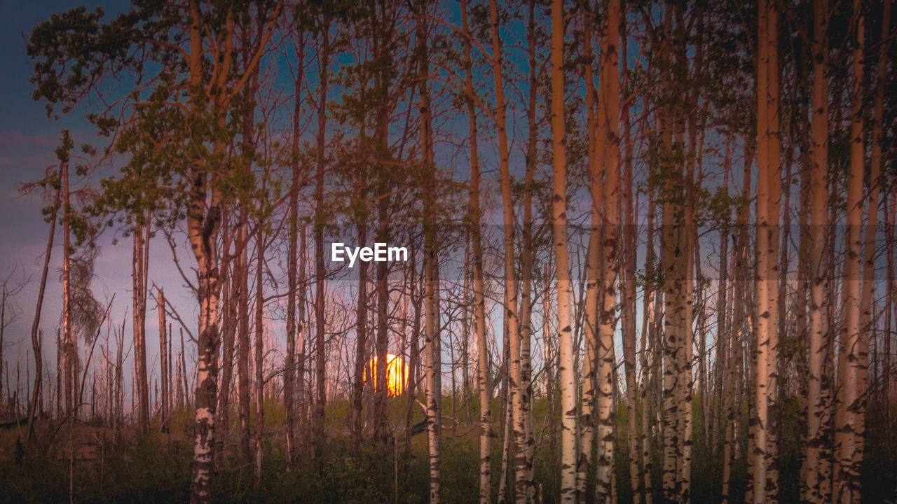 PANORAMIC VIEW OF TREES AGAINST SKY DURING SUNSET