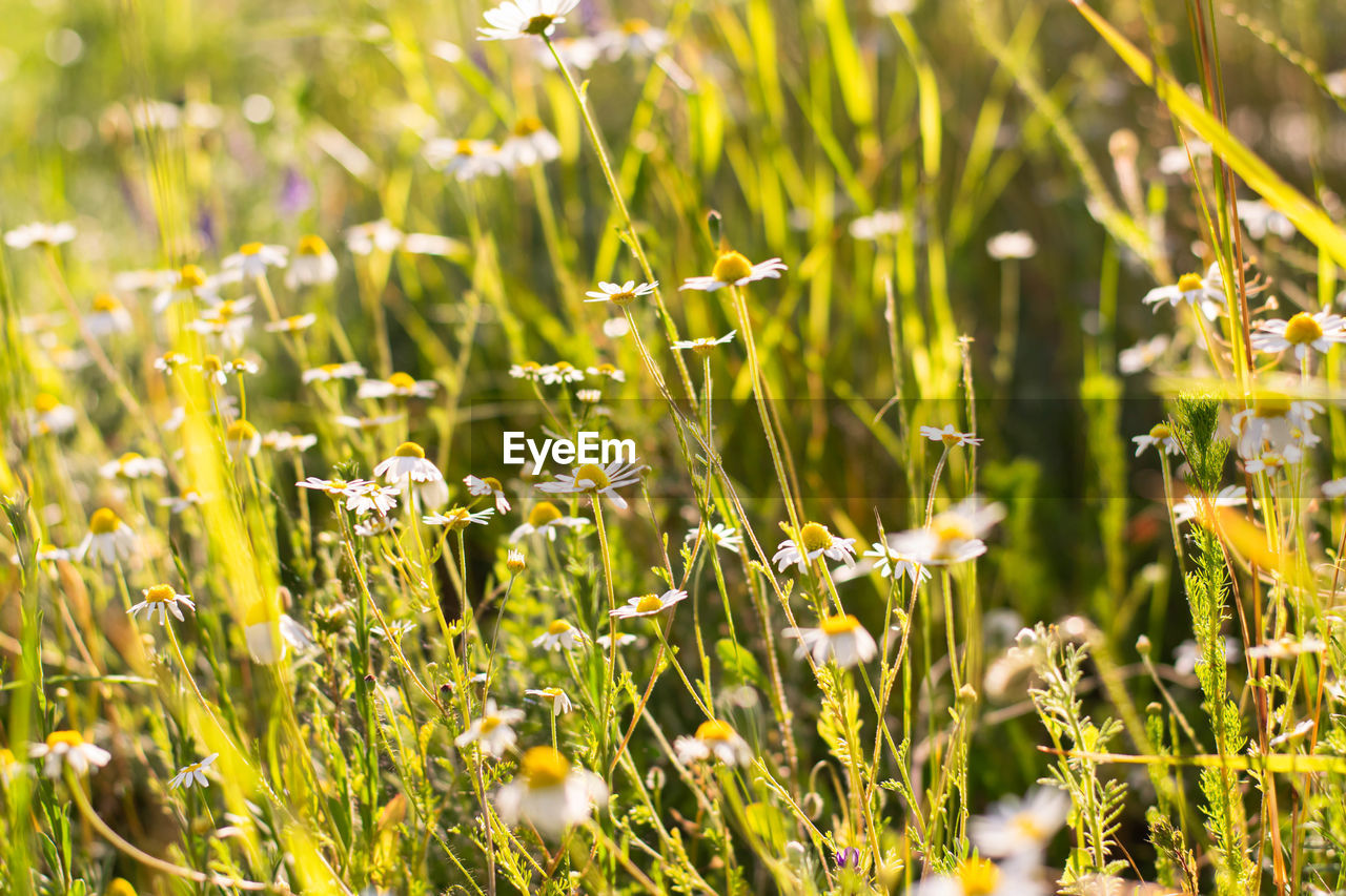 plant, grass, meadow, flower, grassland, beauty in nature, field, flowering plant, green, nature, land, lawn, growth, prairie, freshness, natural environment, no people, sunlight, landscape, environment, summer, close-up, springtime, plain, outdoors, wildflower, day, rural scene, backgrounds, tranquility, fragility, selective focus, yellow, food, agriculture, focus on foreground, non-urban scene, macro photography, full frame, food and drink