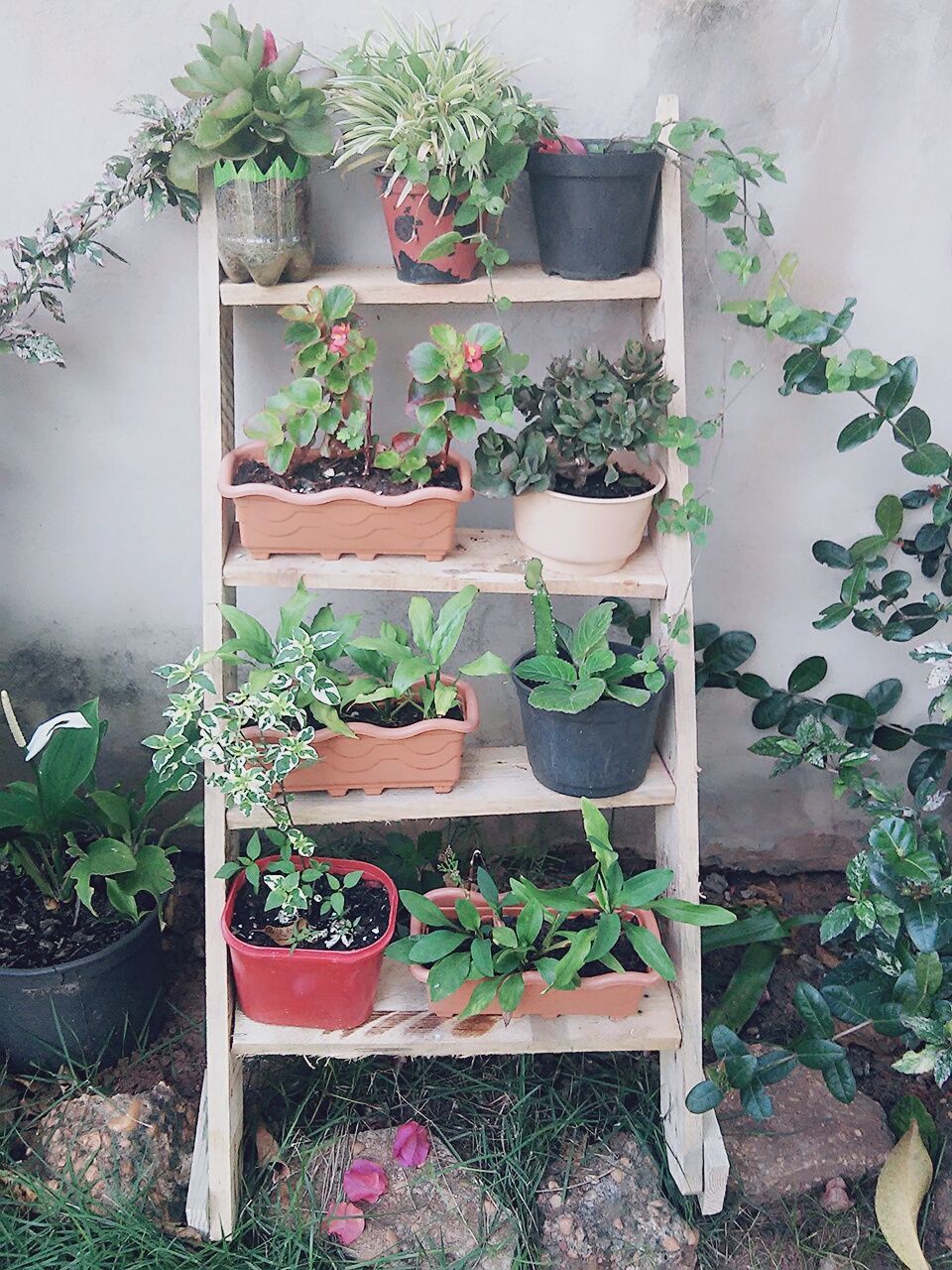 CLOSE-UP OF POTTED PLANT