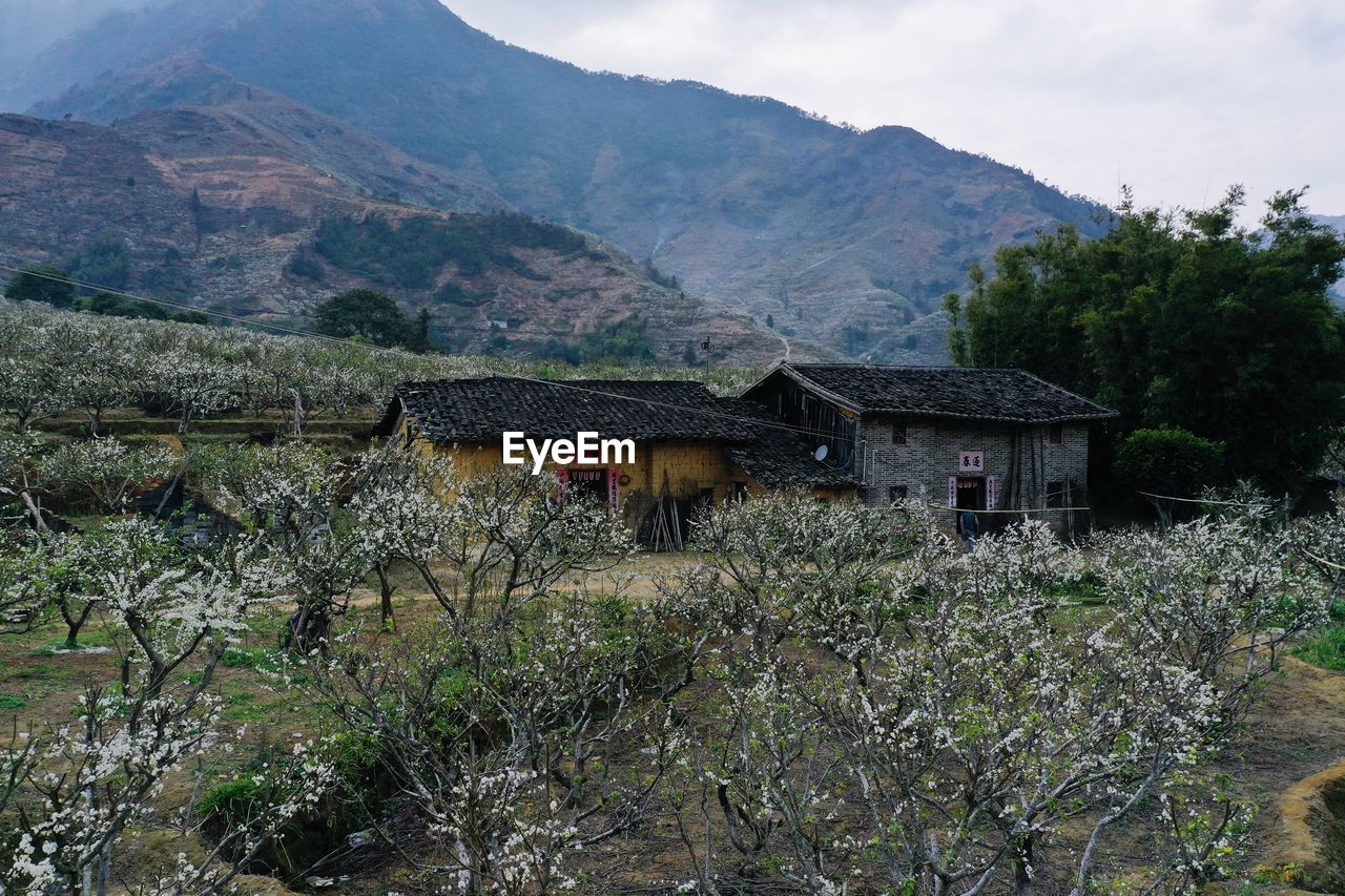 PLANTS AND HOUSES AGAINST MOUNTAINS