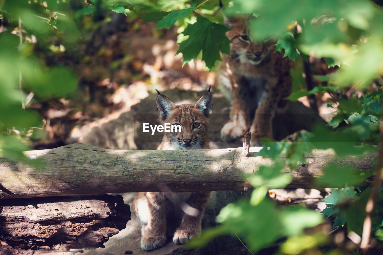 PORTRAIT OF A CAT ON TREE