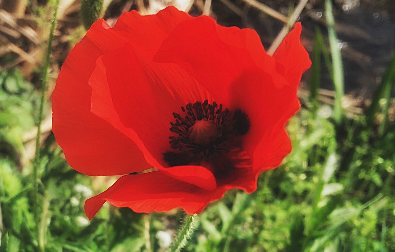 CLOSE-UP OF RED POPPY FLOWER