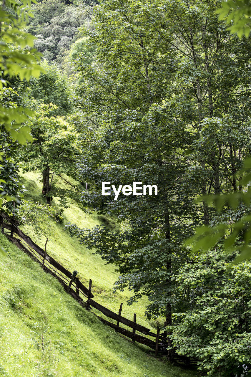 TREES GROWING IN FOREST