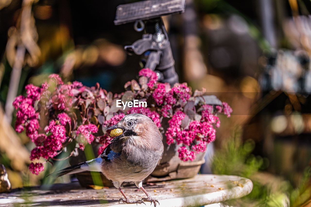 CLOSE-UP OF A BIRD PERCHING ON PINK FLOWER