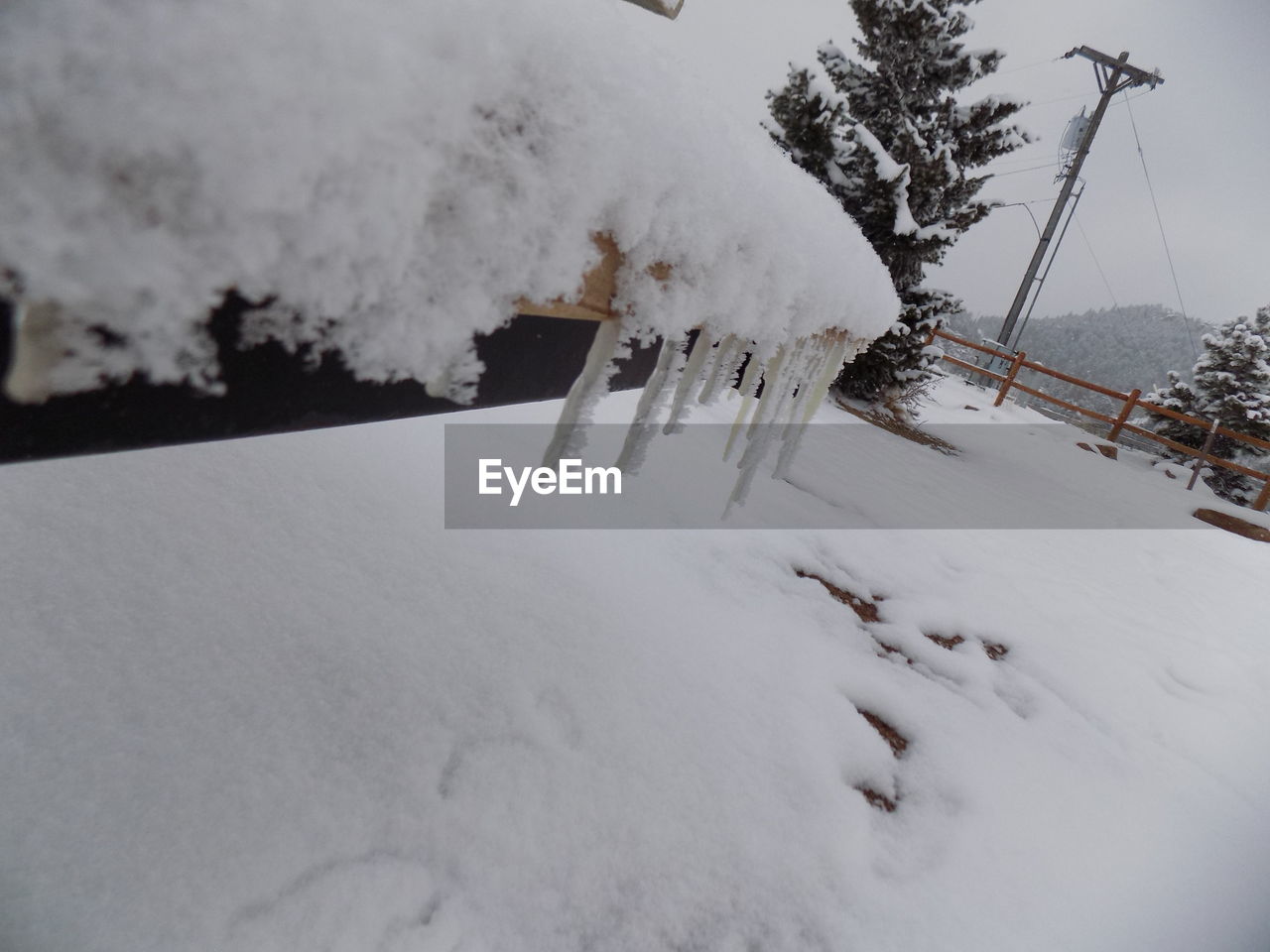 VIEW OF SNOW COVERED TREES