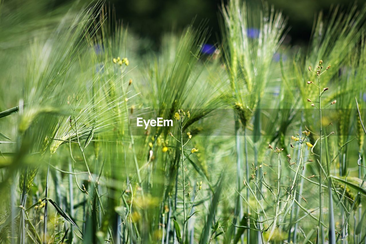 Close-up of plants growing on field