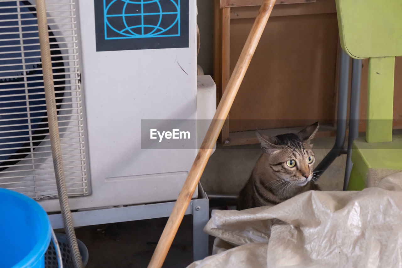 PORTRAIT OF A CAT SITTING ON SEAT IN FRONT OF ROOM