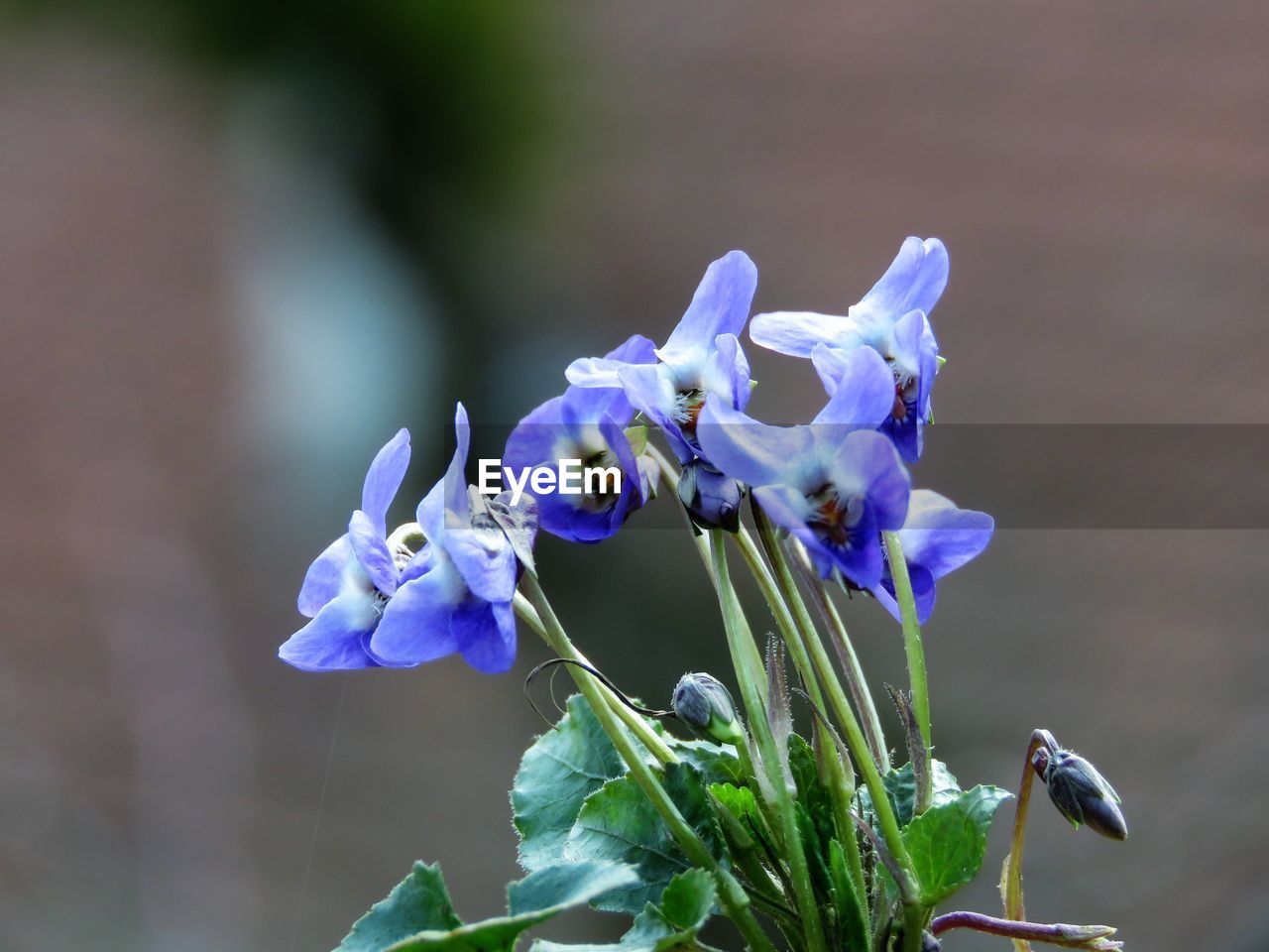 CLOSE-UP OF INSECT ON PURPLE FLOWER