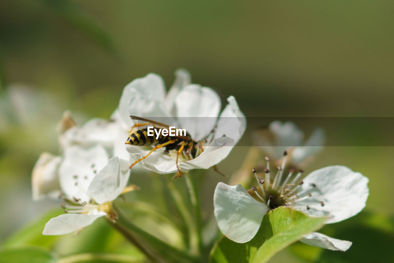 CLOSE-UP OF HONEY BEE ON FLOWER