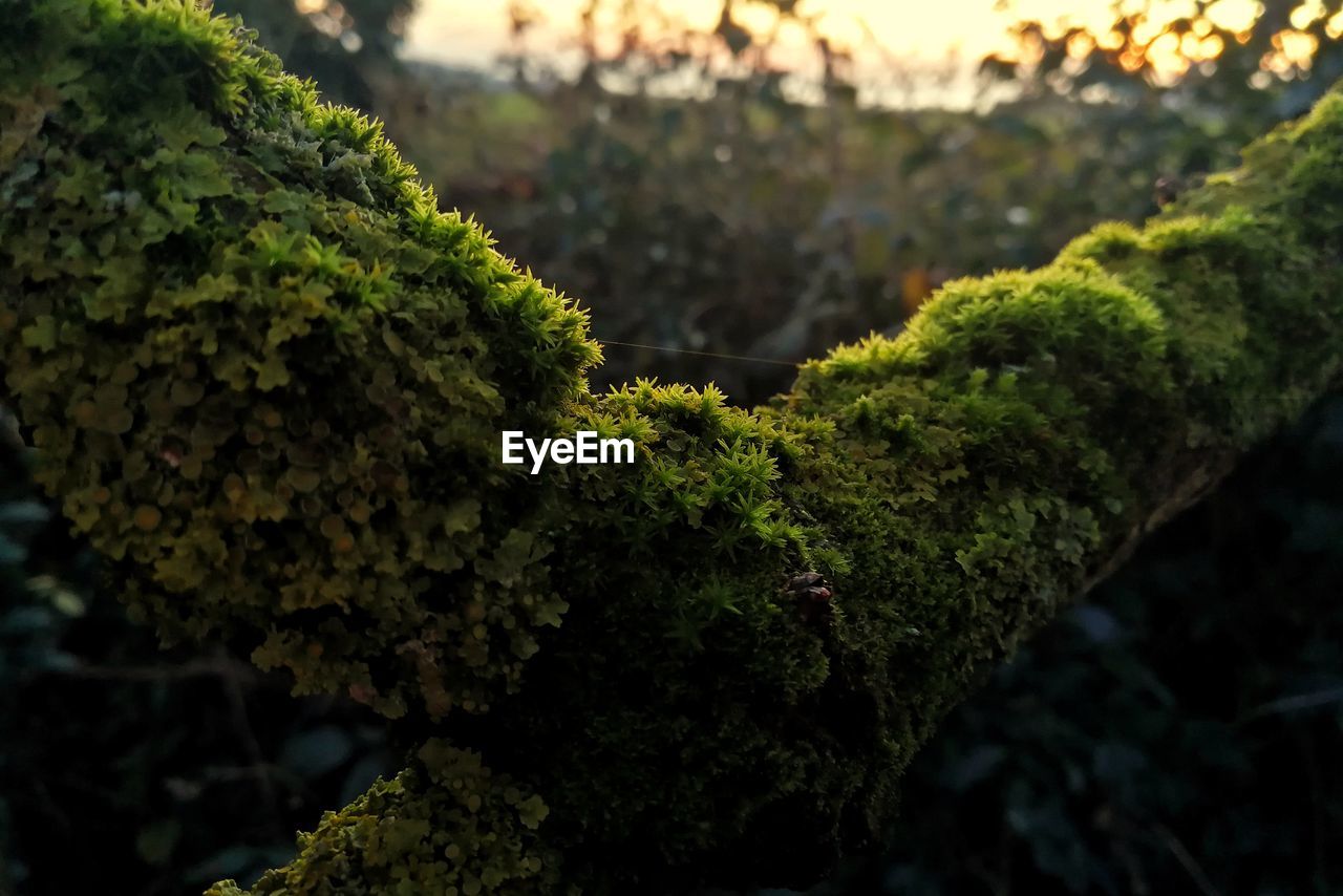 Close-up of moss growing on rock