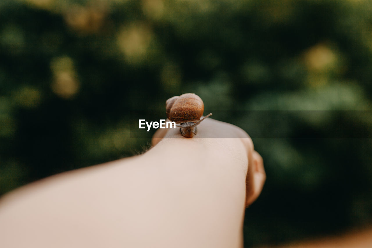 Small snail on hand