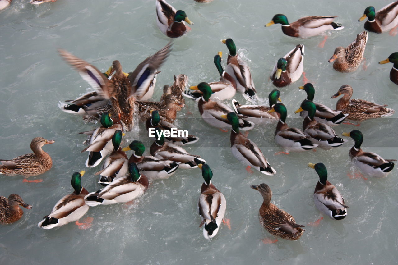 High angle view of swans in lake